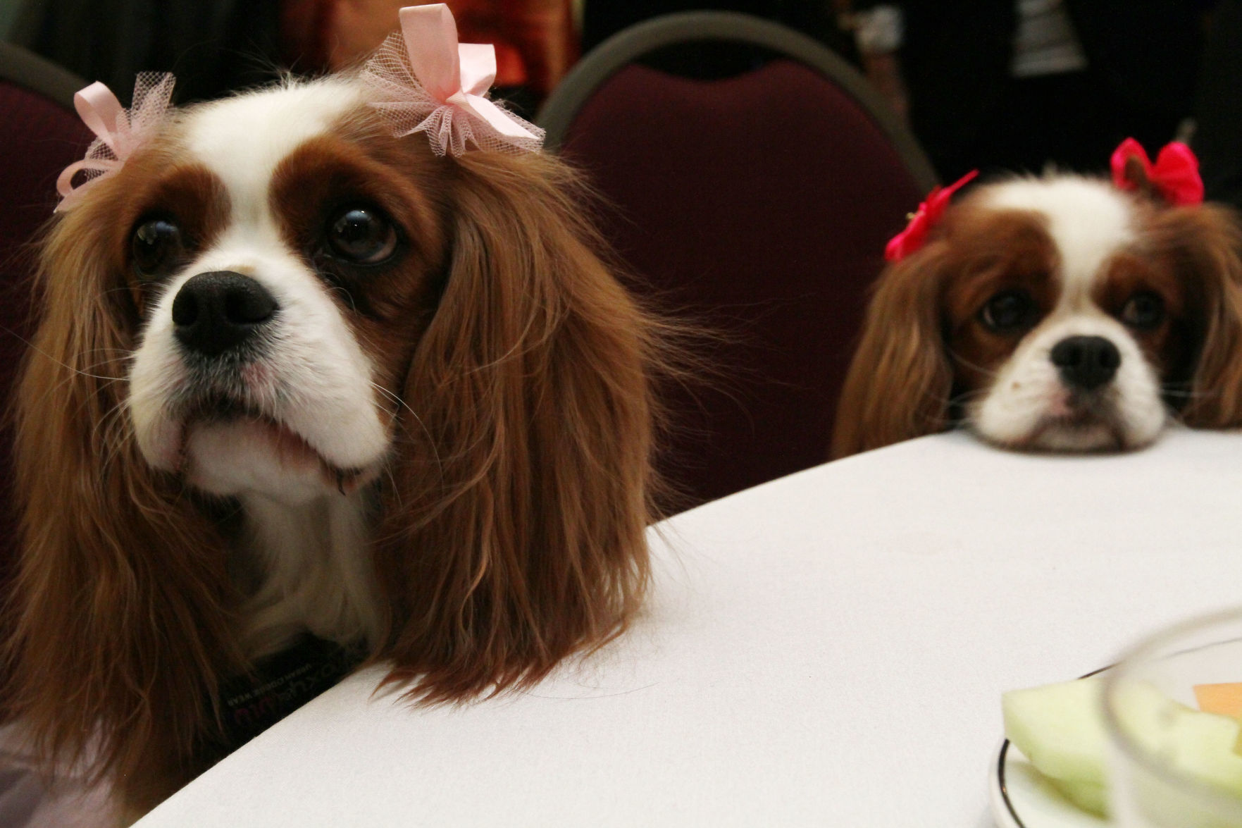 18. Cavalier King Charles Spaniels